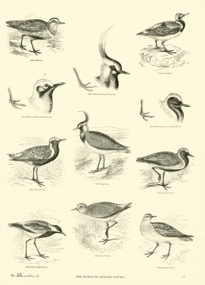Side fra The Pictorial Museum of Animated Nature af English School