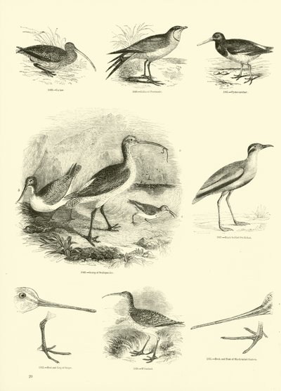 Side fra The Pictorial Museum of Animated Nature af English School