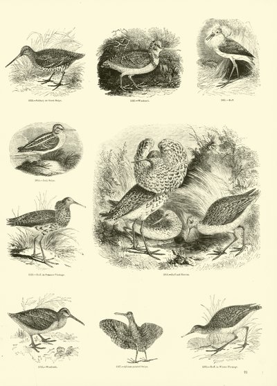 Side fra The Pictorial Museum of Animated Nature af English School