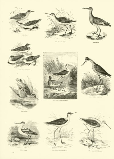 Side fra The Pictorial Museum of Animated Nature af English School
