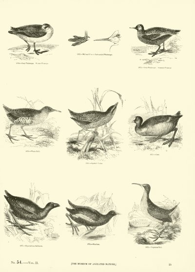 Side fra The Pictorial Museum of Animated Nature af English School