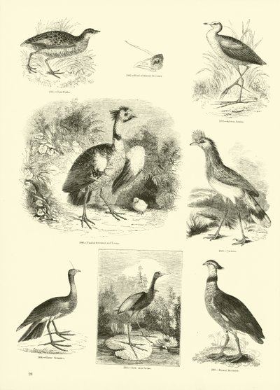 Side fra The Pictorial Museum of Animated Nature af English School