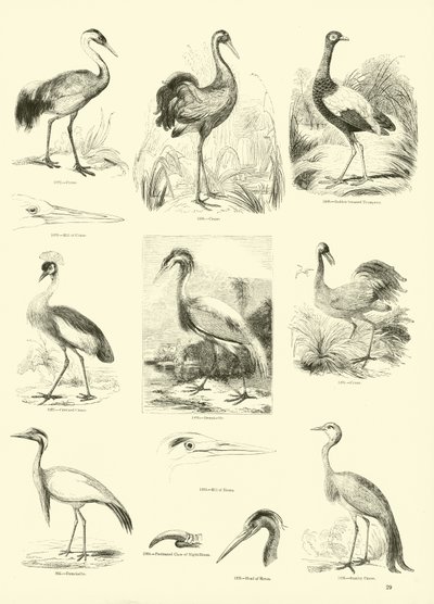 Side fra The Pictorial Museum of Animated Nature af English School