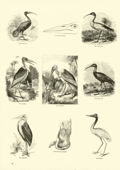 Side fra The Pictorial Museum of Animated Nature af English School