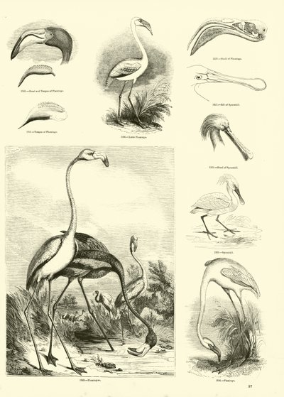 Side fra The Pictorial Museum of Animated Nature af English School