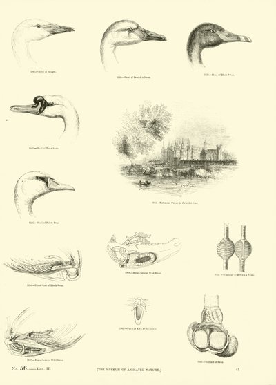 Side fra The Pictorial Museum of Animated Nature af English School