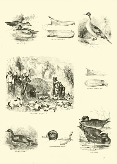 Side fra The Pictorial Museum of Animated Nature af English School