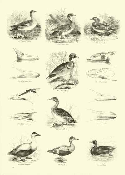 Side fra The Pictorial Museum of Animated Nature af English School