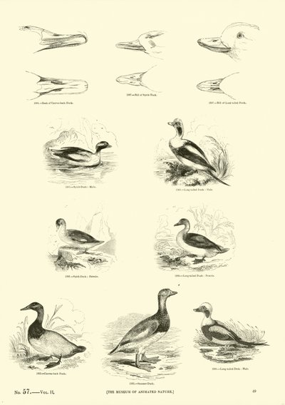 Side fra The Pictorial Museum of Animated Nature af English School