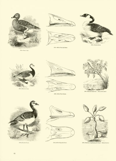 Side fra The Pictorial Museum of Animated Nature af English School