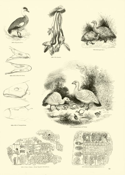 Side fra The Pictorial Museum of Animated Nature af English School