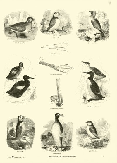 Side fra The Pictorial Museum of Animated Nature af English School