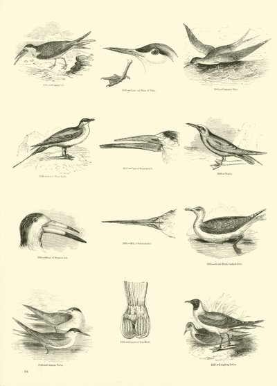 Side fra The Pictorial Museum of Animated Nature af English School