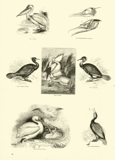 Side fra The Pictorial Museum of Animated Nature af English School