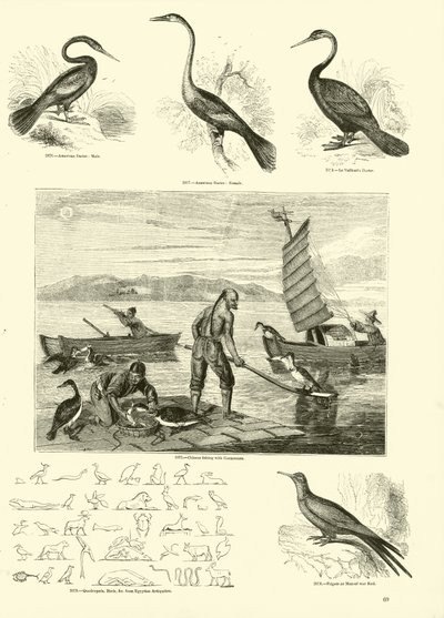 Side fra The Pictorial Museum of Animated Nature af English School