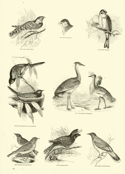 Side fra The Pictorial Museum of Animated Nature af English School