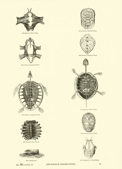 Side fra The Pictorial Museum of Animated Nature af English School