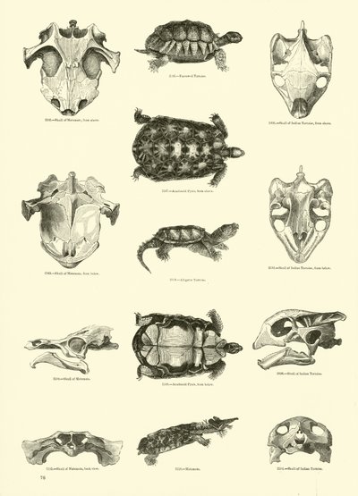 Side fra The Pictorial Museum of Animated Nature af English School