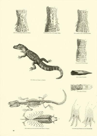 Side fra The Pictorial Museum of Animated Nature af English School