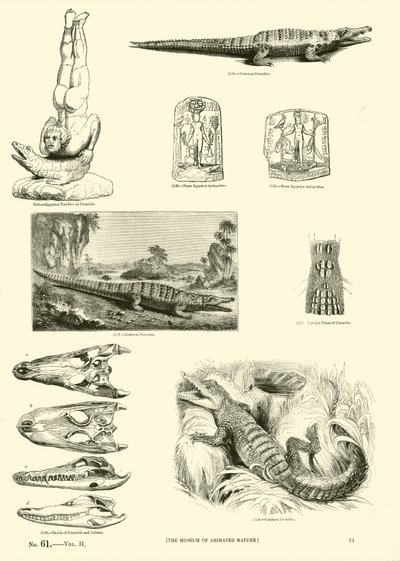 Side fra The Pictorial Museum of Animated Nature af English School