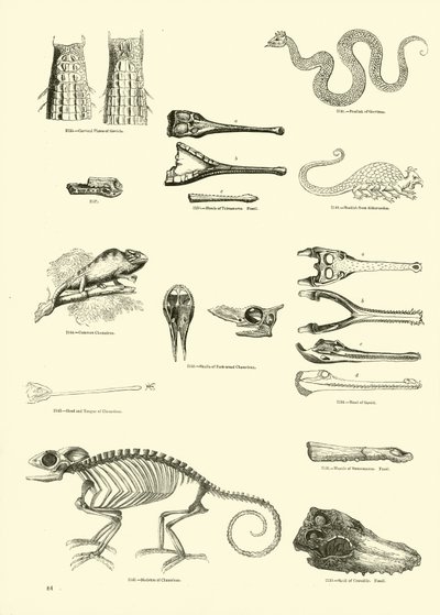 Side fra The Pictorial Museum of Animated Nature af English School