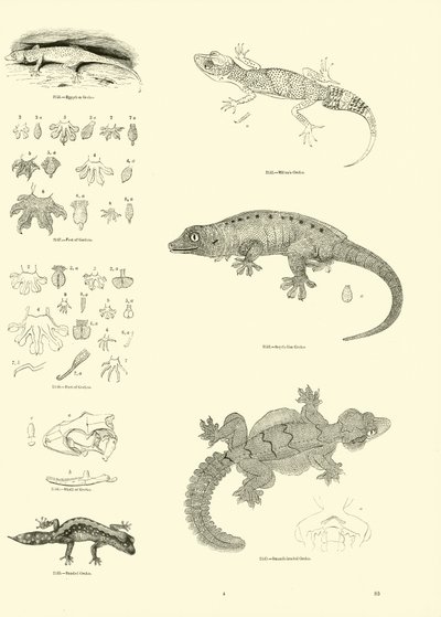 Side fra The Pictorial Museum of Animated Nature af English School