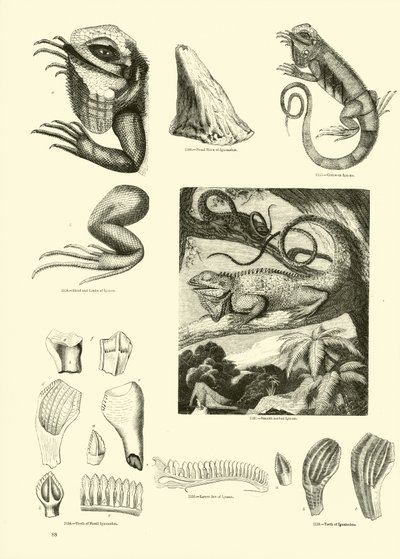Side fra The Pictorial Museum of Animated Nature af English School