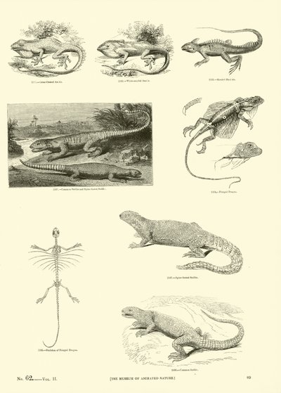 Side fra The Pictorial Museum of Animated Nature af English School