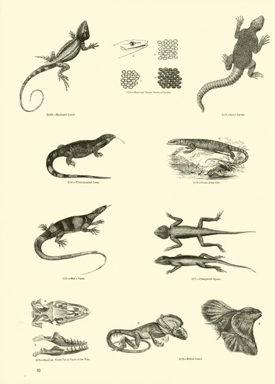 Side fra The Pictorial Museum of Animated Nature af English School