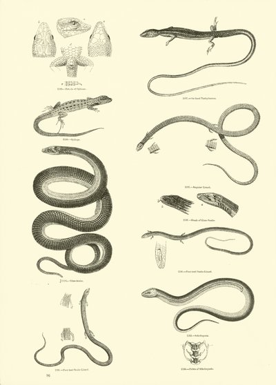 Side fra The Pictorial Museum of Animated Nature af English School