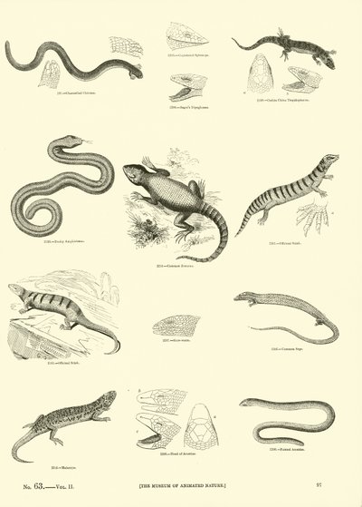 Side fra The Pictorial Museum of Animated Nature af English School