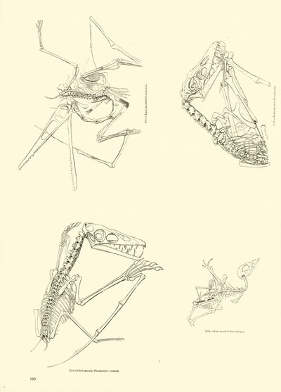 Side fra The Pictorial Museum of Animated Nature af English School