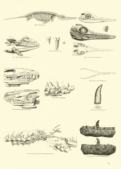 Side fra The Pictorial Museum of Animated Nature af English School