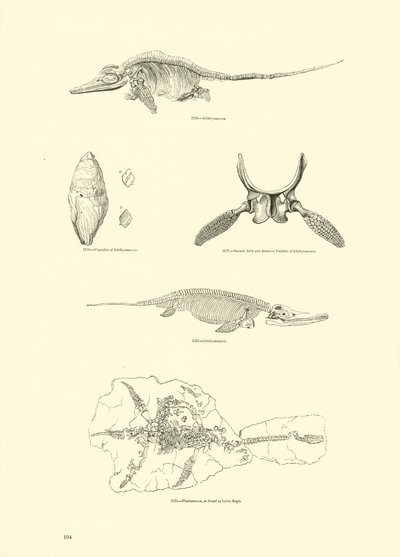 Side fra The Pictorial Museum of Animated Nature af English School