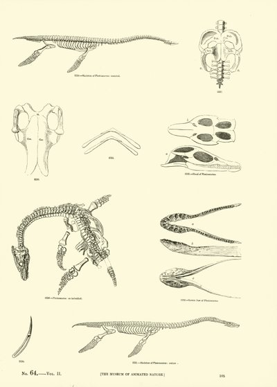 Side fra The Pictorial Museum of Animated Nature af English School