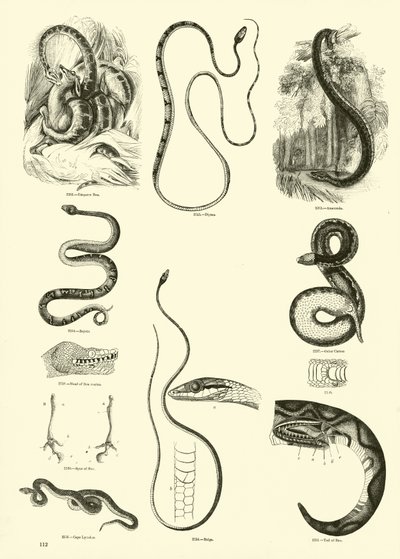 Side fra The Pictorial Museum of Animated Nature af English School