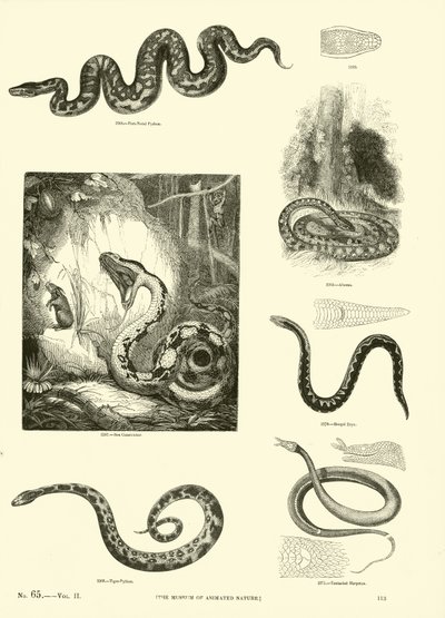 Side fra The Pictorial Museum of Animated Nature af English School