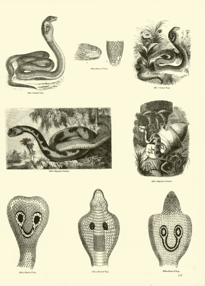 Side fra The Pictorial Museum of Animated Nature af English School