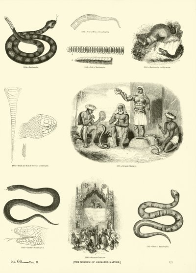Side fra The Pictorial Museum of Animated Nature af English School