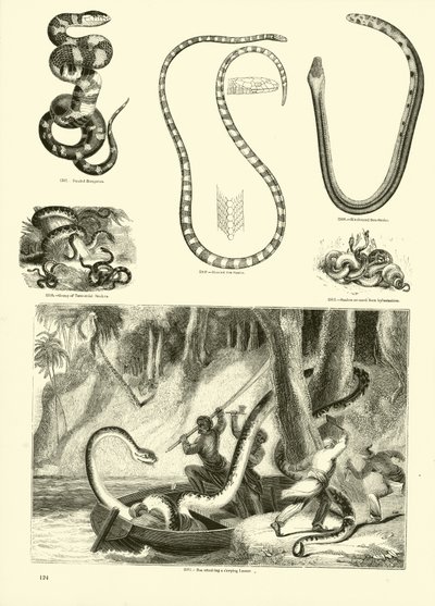 Side fra The Pictorial Museum of Animated Nature af English School