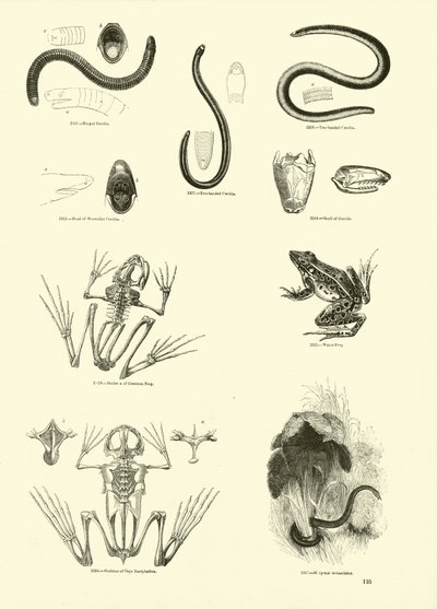 Side fra The Pictorial Museum of Animated Nature af English School