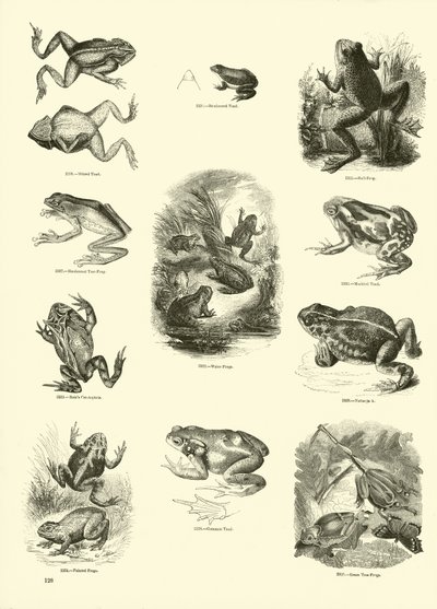 Side fra The Pictorial Museum of Animated Nature af English School