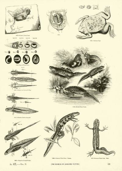 Side fra The Pictorial Museum of Animated Nature af English School