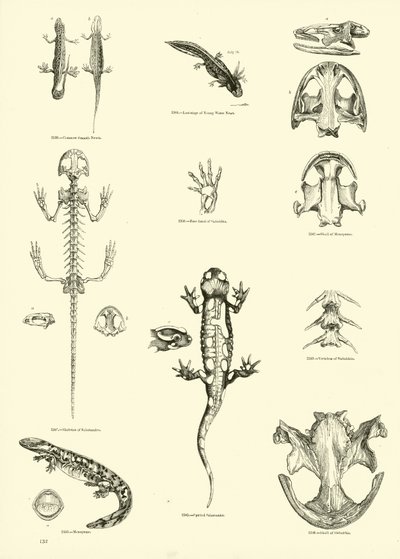 Side fra The Pictorial Museum of Animated Nature af English School