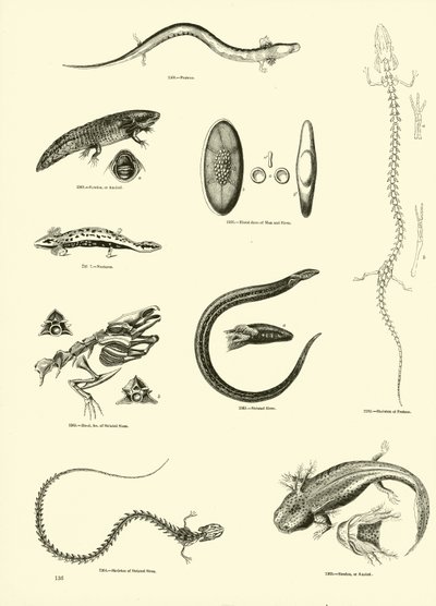 Side fra The Pictorial Museum of Animated Nature af English School