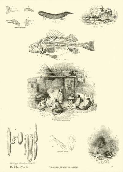 Side fra The Pictorial Museum of Animated Nature af English School