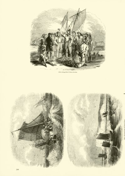 Side fra The Pictorial Museum of Animated Nature af English School