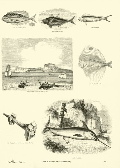 Side fra The Pictorial Museum of Animated Nature af English School
