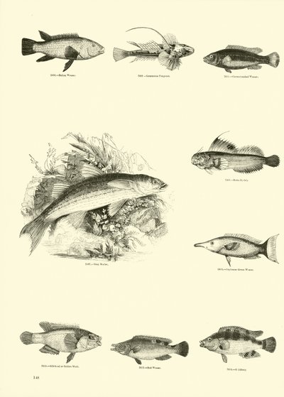 Side fra The Pictorial Museum of Animated Nature af English School