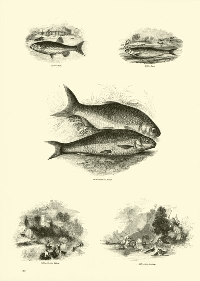 Side fra The Pictorial Museum of Animated Nature af English School